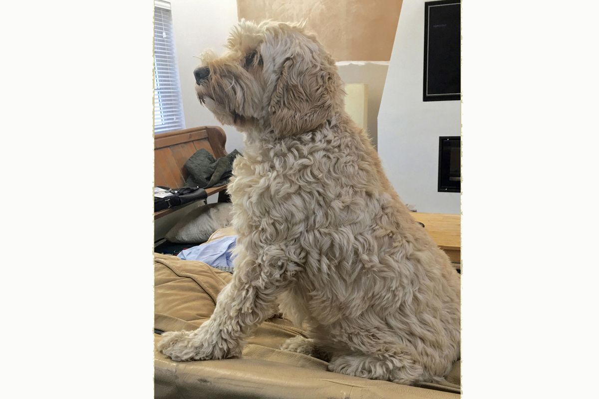 Fraggle - the first cockapoo in heraldry